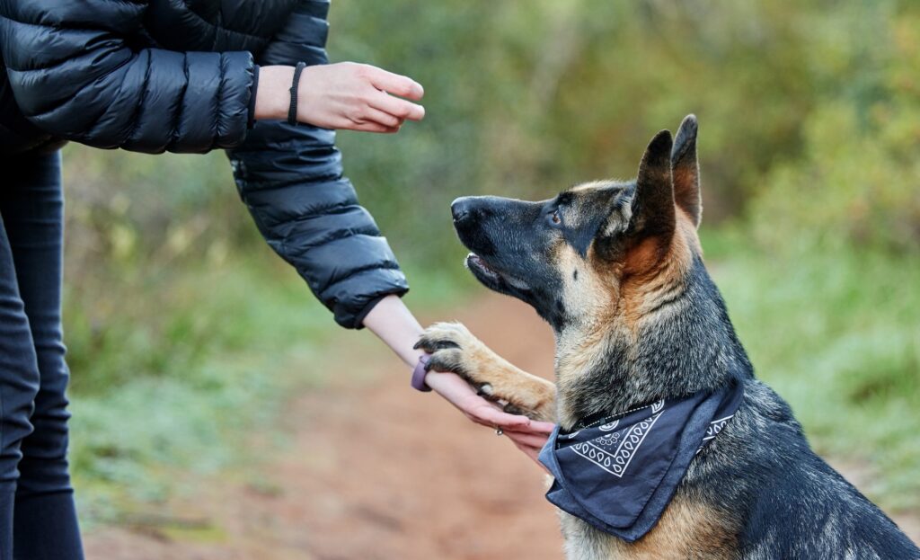 Dogs never bite me. Shot of a person feeding his adorable german shepherd at the park.