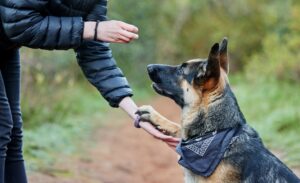 Dogs never bite me. Shot of a person feeding his adorable german shepherd at the park.