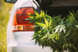 Legal Green Marijuana Cannabis Leaves At Open Car Trunk. Farm In Summer Day, Beautiful Cannabis